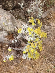 Eriogonum crocatum