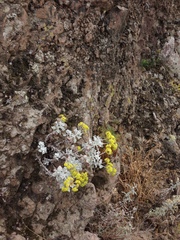 Eriogonum crocatum