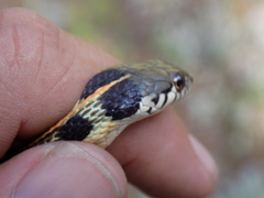 Thamnophis cyrtopsis cyrtopsis