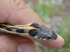 Thamnophis cyrtopsis cyrtopsis