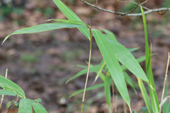 Pseudosasa japonica