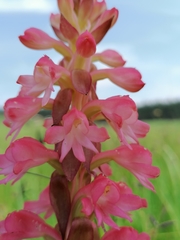 Satyrium hallackii ocellatum