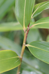 Pseudosasa japonica