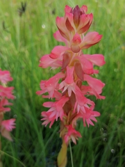 Satyrium hallackii ocellatum