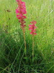 Satyrium hallackii ocellatum