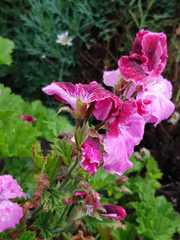 Pelargonium