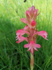 Satyrium hallackii ocellatum