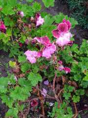 Pelargonium