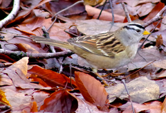 Zonotrichia leucophrys