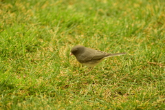 Junco hyemalis
