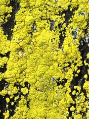 Chrysothrix granulosa