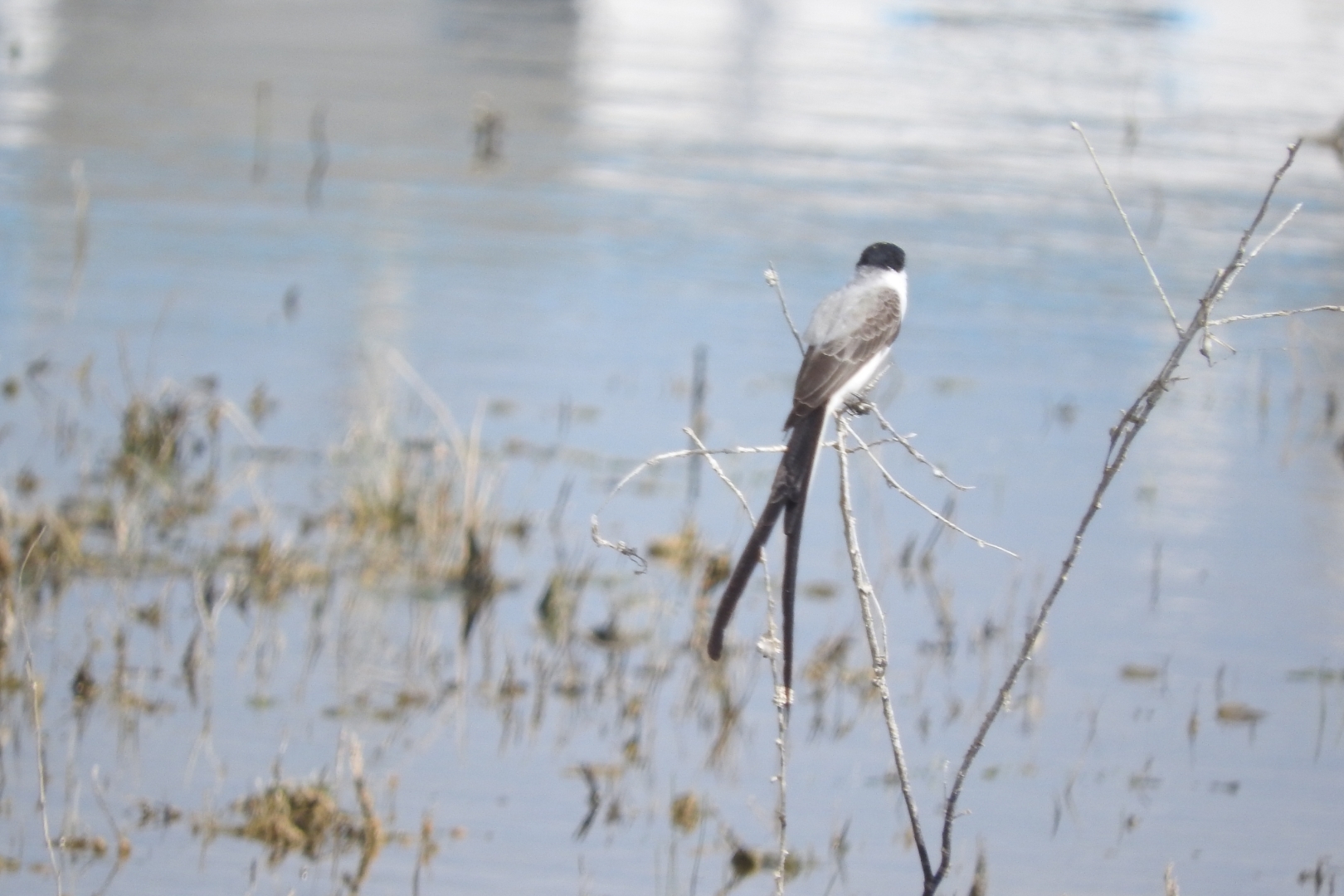 Fork-tailed Flycatcher (Tyrannus savana)