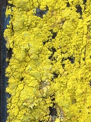 Chrysothrix granulosa