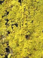 Chrysothrix granulosa