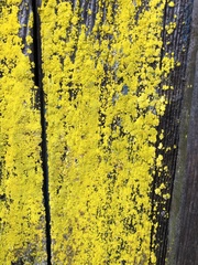 Chrysothrix granulosa