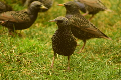 Sturnus vulgaris