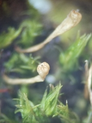 Ulota coarctata