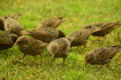 Sturnus vulgaris
