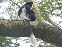 Colobus guereza matschiei