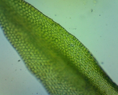 Ulota coarctata