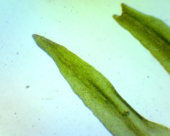 Ulota coarctata