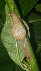 Sheldonia