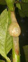 Sheldonia