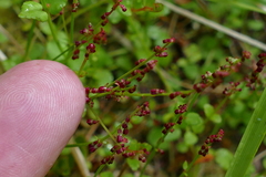 Gonocarpus micranthus micranthus