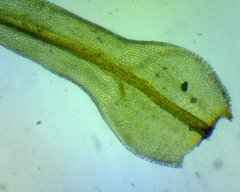 Ulota coarctata