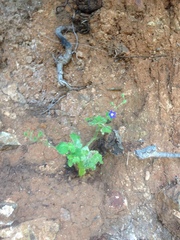 Phacelia viscida viscida