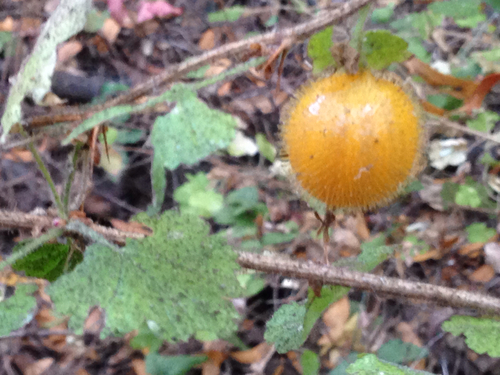 Canyon Gooseberry fruiting