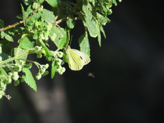 Pieris cheiranthi