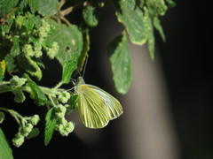 Pieris cheiranthi