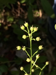 Samolus subnudicaulis