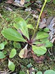 Samolus subnudicaulis