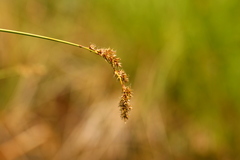 Carex cusickii