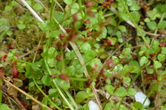 Gonocarpus micranthus micranthus