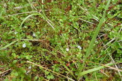 Gonocarpus micranthus micranthus