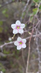 Commicarpus brandegeei