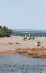 Tachyeres leucocephalus