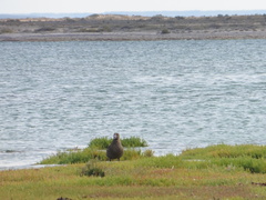 Stercorarius antarcticus