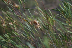 Dodonaea viscosa angustifolia