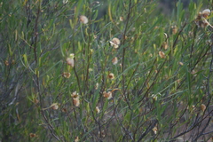 Dodonaea viscosa angustifolia