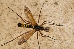 Ctenophora flaveolata