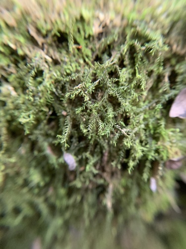 Plagiochila floridana