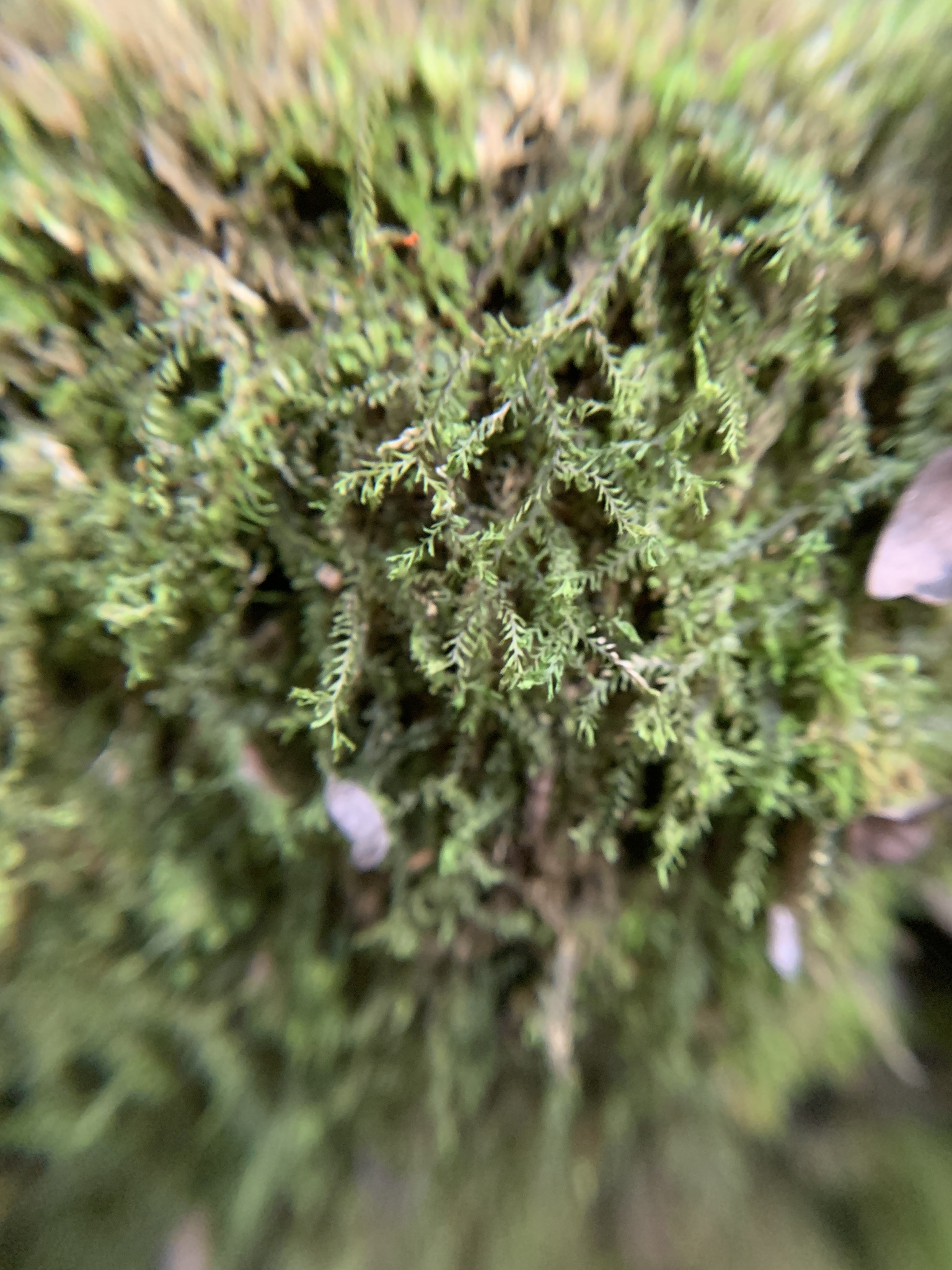 Plagiochila floridana