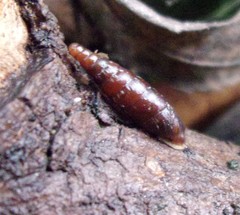 Clausilia