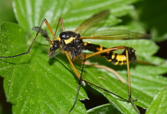 Ctenophora flaveolata