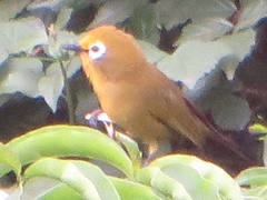 Zosterops kikuyuensis