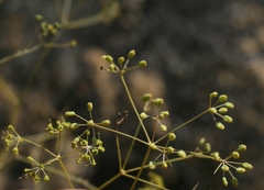 Anginon swellendamense